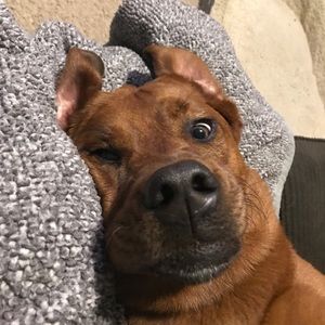 Meet your Posher, Annie